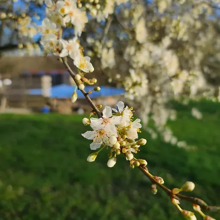 Le Relais Des Elephants Colores לינה וארוחת בוקר