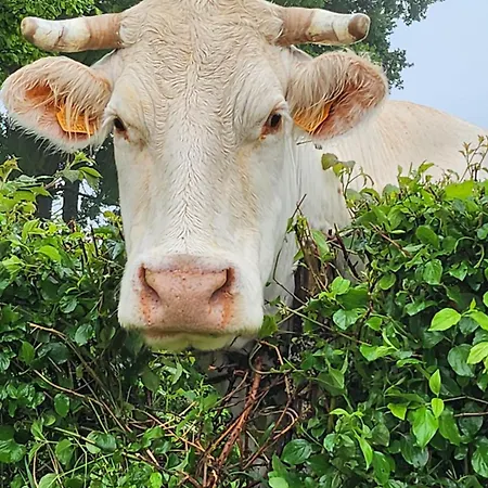 Le Relais Des Elephants Colores Virlet